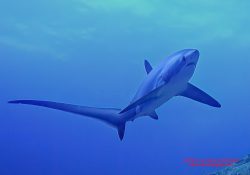 Malapascua, Philippines