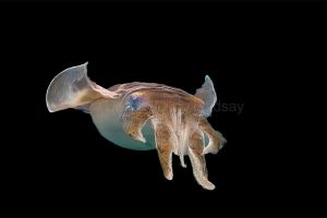 Squid