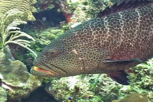 Yellowmouth Grouper