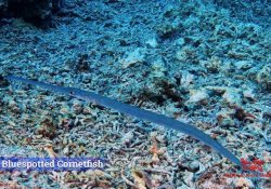 Bluespotted Cornetfish