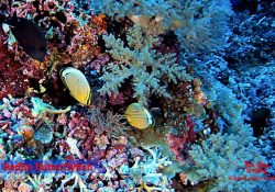 Redfin Butterflyfish
