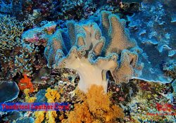 Tubbataha Reef