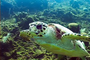 Green Turtle