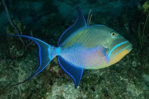 Bahamas Queen Triggerfish