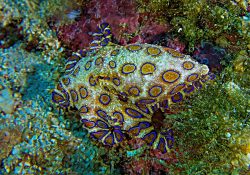 Blue-Ringed octopus