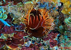 Electric Disco Clam