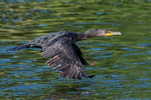 Grand River, Brantford, Ontario Cormorant