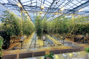 Fridheimar Greenhouse Tomatoes, Iceland