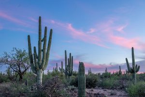 Sunset in the Saguaro National Park, Tucson, Arizona