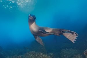 Playful Close Approach Underwater A juvenile sea lion approaches the camera with playful body language, blue water behind it.