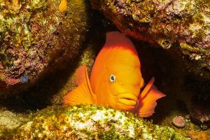 Garibaldi Peeking from a Rocky Reef Crevice Underwater close-up photograph of a bright, solid-orange Garibaldi fish facing the camera while peeking out from a dark, narrow crevice between textured reef rocks. The surrounding rocks are covered in golden, brown, and green algae and small marine growth. The sunlit top of the fish's head and its distinct white-ringed eye are sharply in focus against the shadowy cave opening.