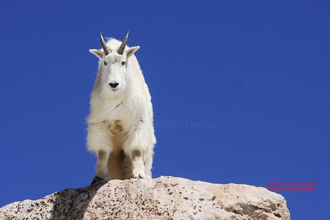 Mountain Goat at the top of Mount Evans