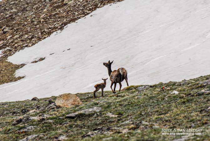 Elk & it's Fawn