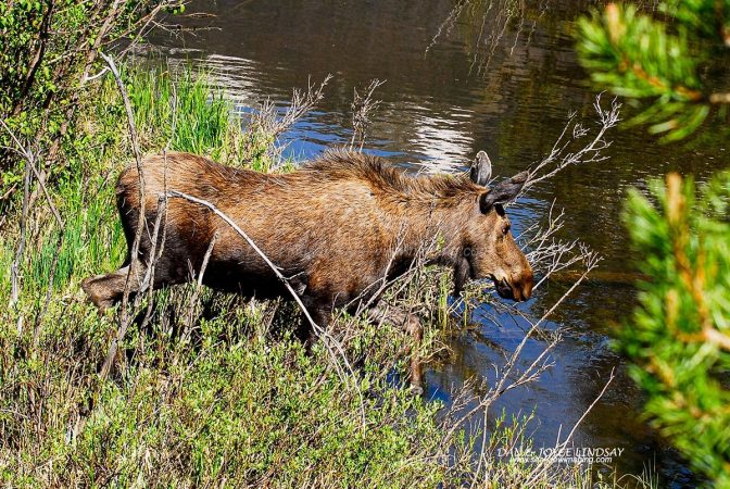 Moose