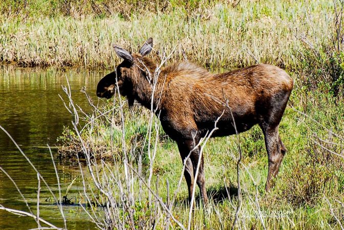 Rocky Mountain Moose