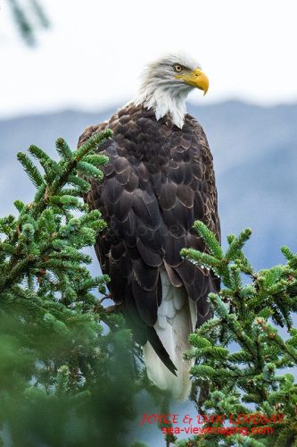 Seward, Alaska