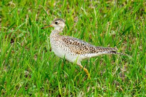 Upland Sandpiper