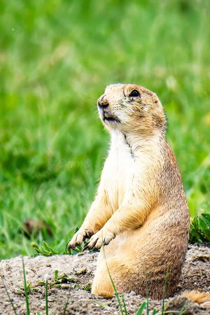 Prairie Dog