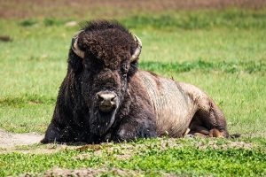Bison