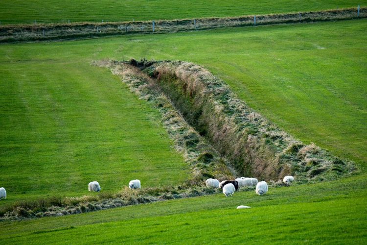 Sheep at our farmhouse lodging near F-209. Note the ditch which is found everywhere.