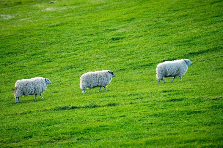 Sheep at our farmhouse lodging near F-209.