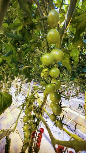 Fridheimar Greenhouse Tomatoes, Iceland