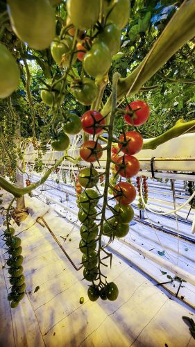 Fridheimar Greenhouse Tomatoes, Iceland