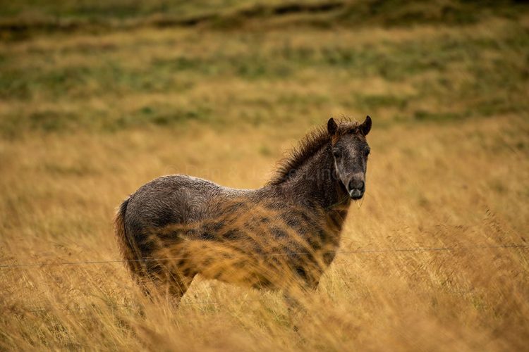 Icelandic Horse