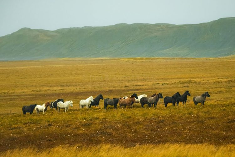 Icelandic Horses