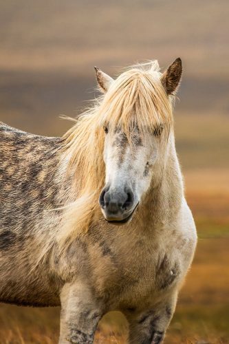 Icelandic Horse