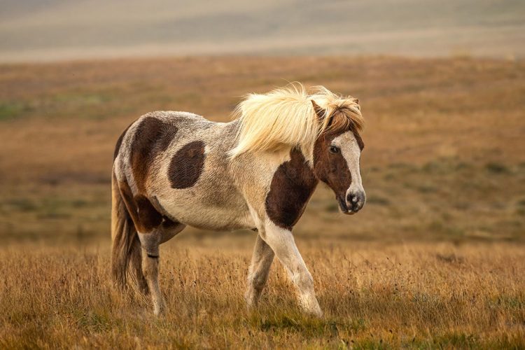 Icelandic Horse