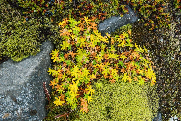 Autumn Groundcover