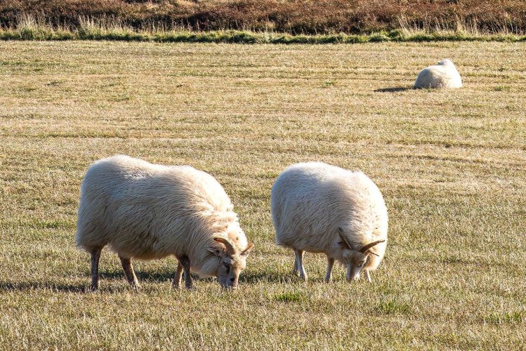 Three of many sheep found in Iceland
