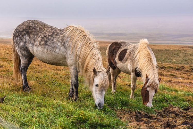 Icelandic Horses