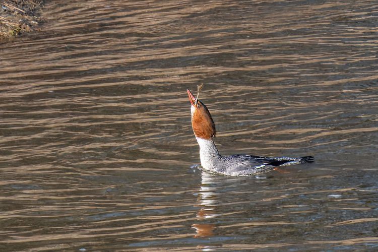 Female Common Merganser