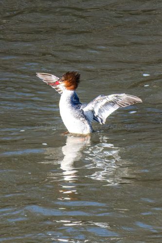 Female Common Merganser
