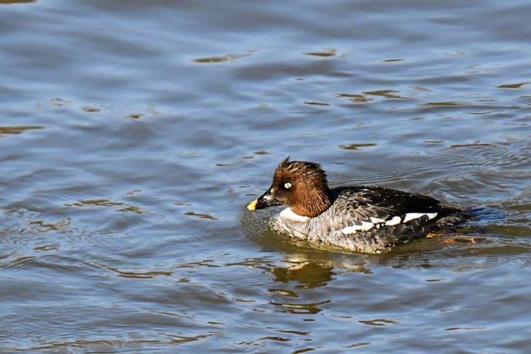 Female Common Merganser