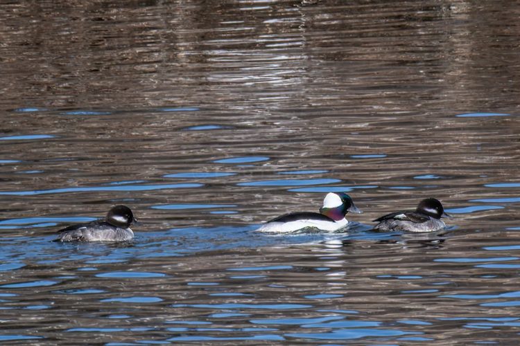 Bufflehead Ducks - 2 females & 1 male