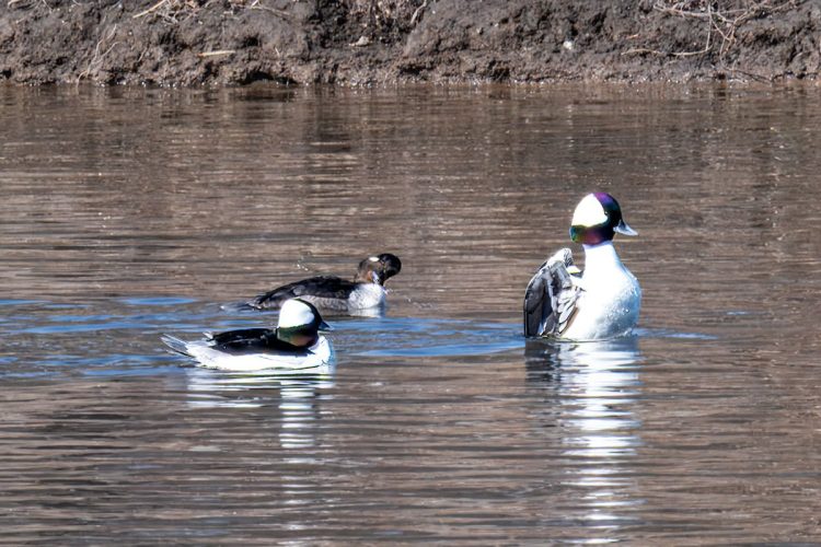 Bufflehead Ducks - 2 males & 1 female