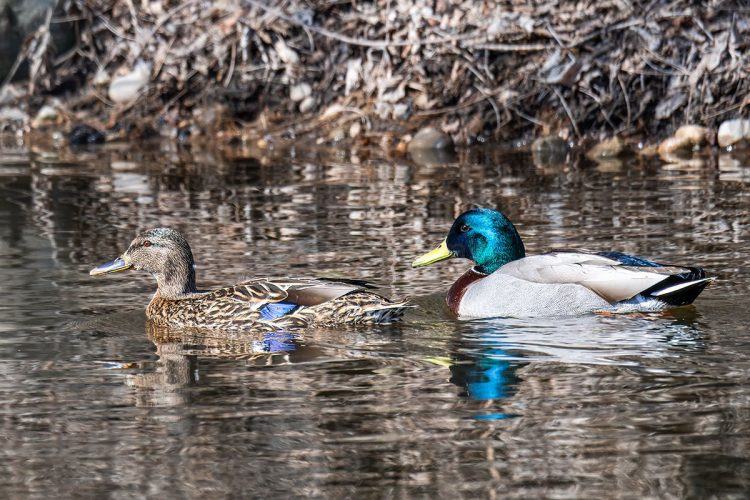 Female & Male Mallard Ducks