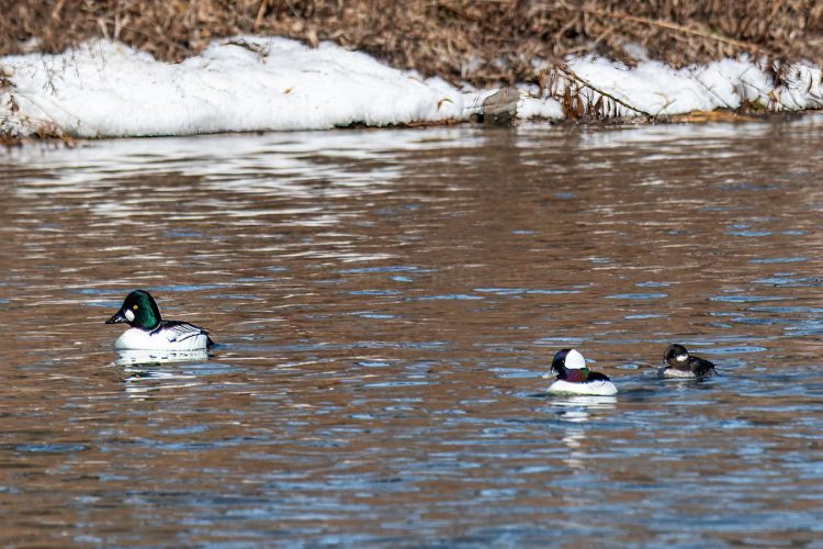 Bufflehead Ducks - 2 males & 1 female