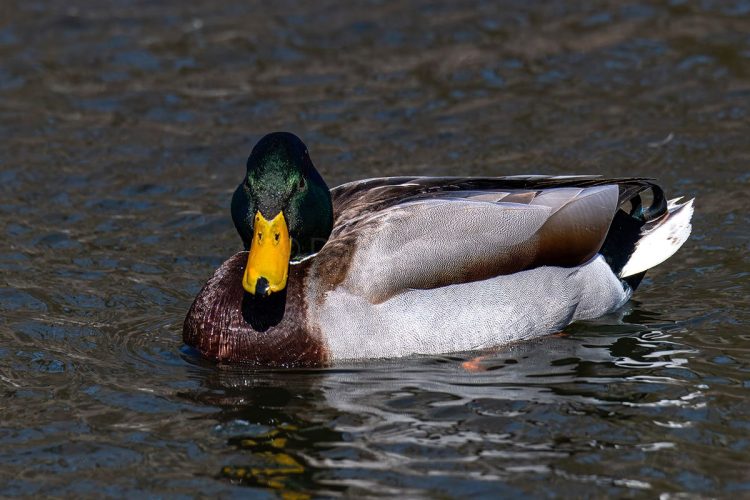 Male Mallard Duck