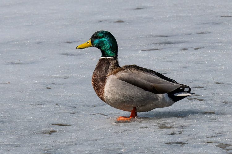 Male Mallard Duck