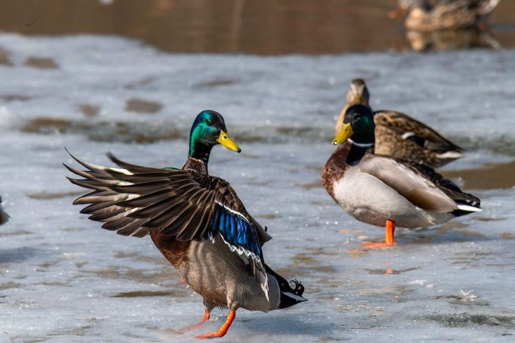 Male Mallard Ducks