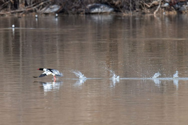 Male Common Merganser taking off
