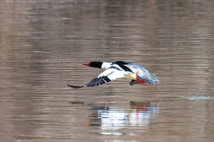 Male Common Merganser