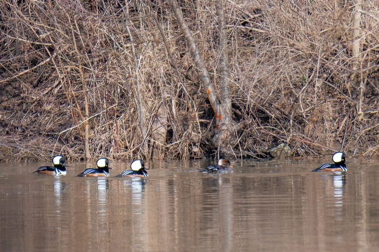 Hooded Mergansers