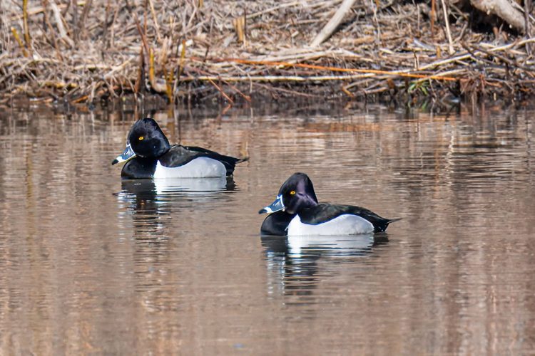 Ring-necked Ducks