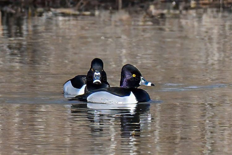 Ring-necked Ducks