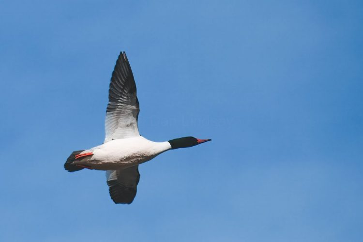 Male Common Merganser